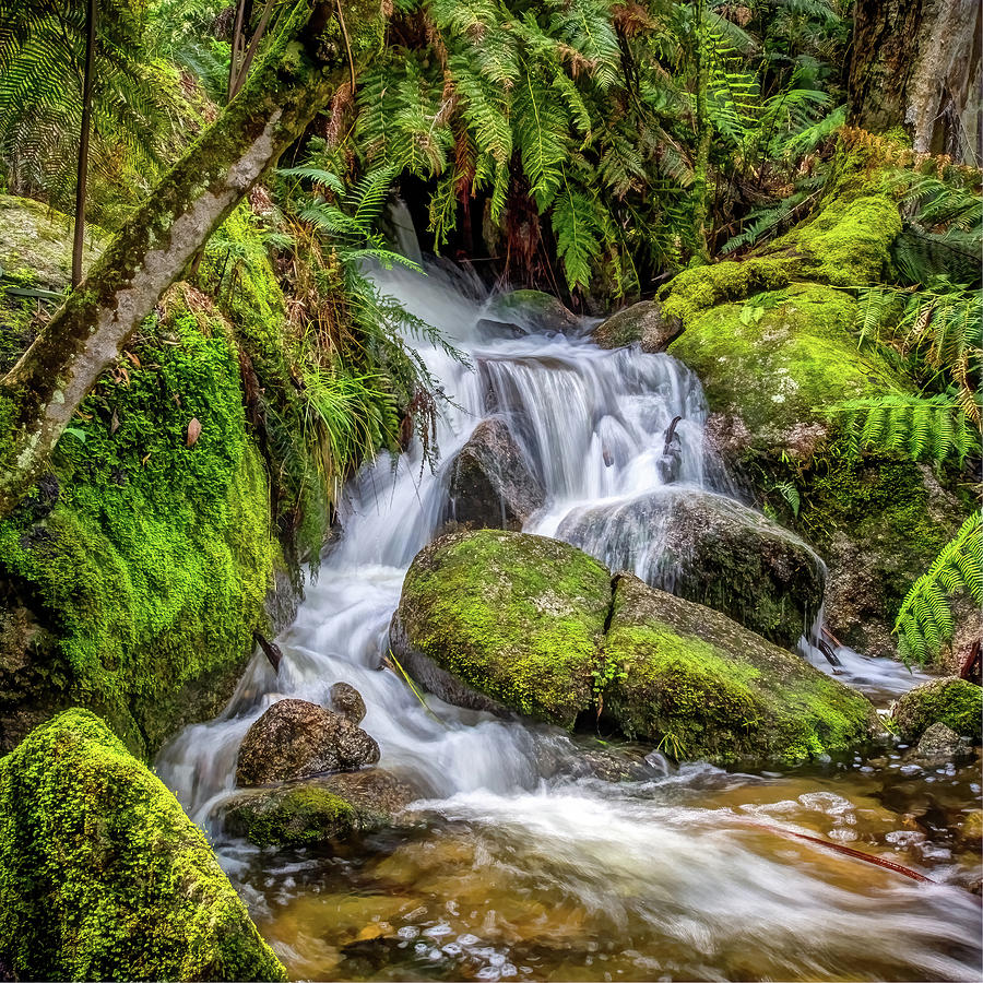 Waterfall Photograph - Ferntree Falls #1 by Bette Devine