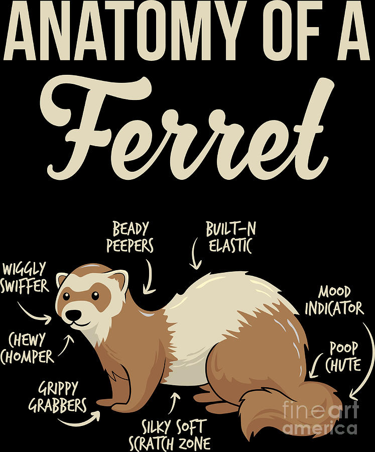 ferret furry