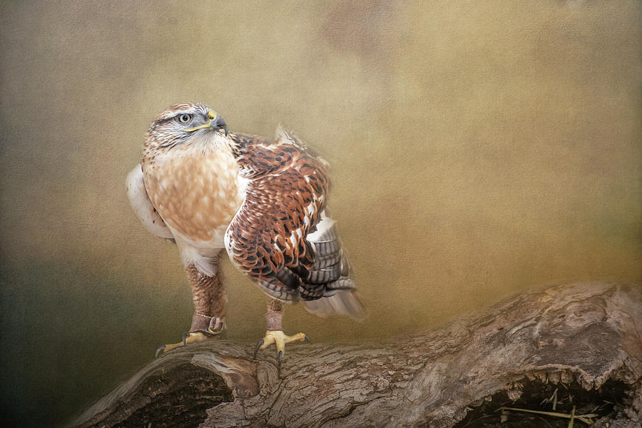 Ferruginous Hawk Photograph by Constance Puttkemery