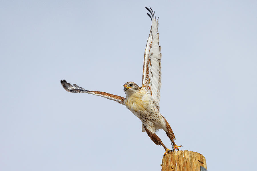 Ferruginous Hawk Lift Off #1 Photograph by Tony Hake