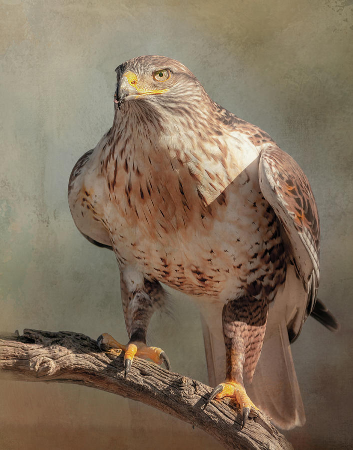 Ferruginous Hawk #2 Digital Art by Steve Kelley