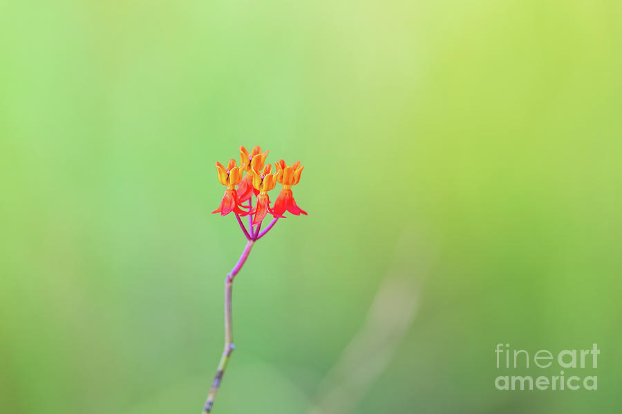 Nature Photograph - Fewflower Milkweed #1 by Scott Pellegrin