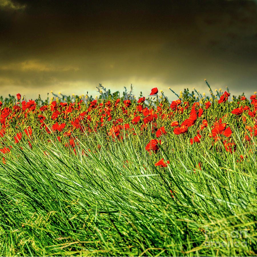 Poppy Photograph - Field full of beautiful, red Common poppy flowers gleaming under the cloudy sky #1 by Bernard Jaubert