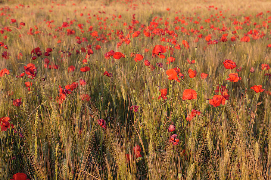 Field of poppies #1 Photograph by Fabiano Di Paolo