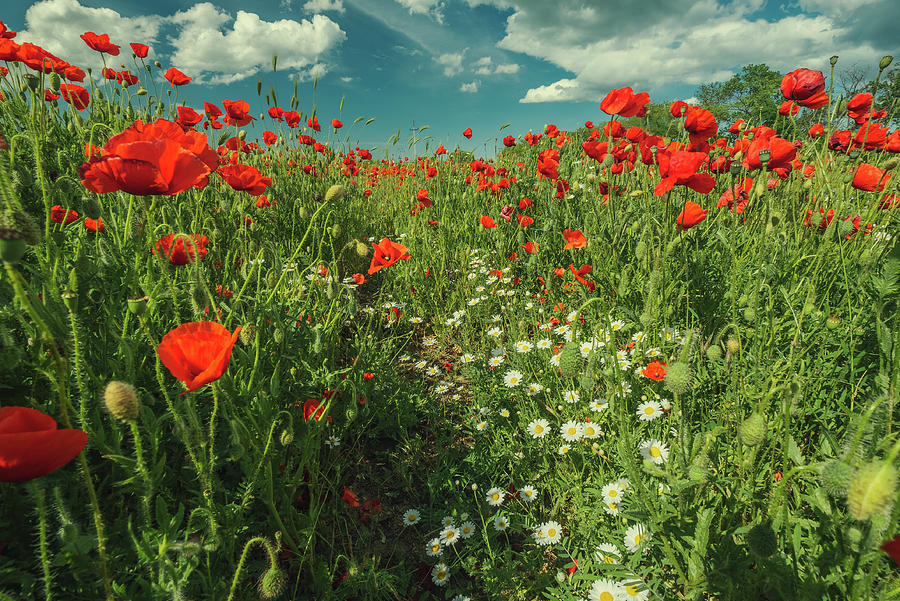 Field of poppy flowers and daisies #1 Photograph by Mikhail Kokhanchikov