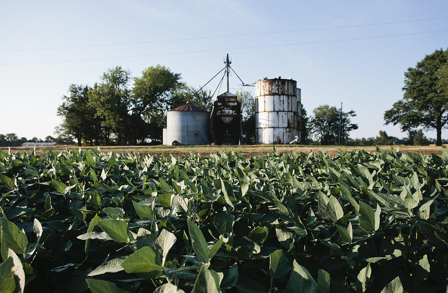 Field of soybeans and grain elevator #1 Photograph by Matt Hoover Photo