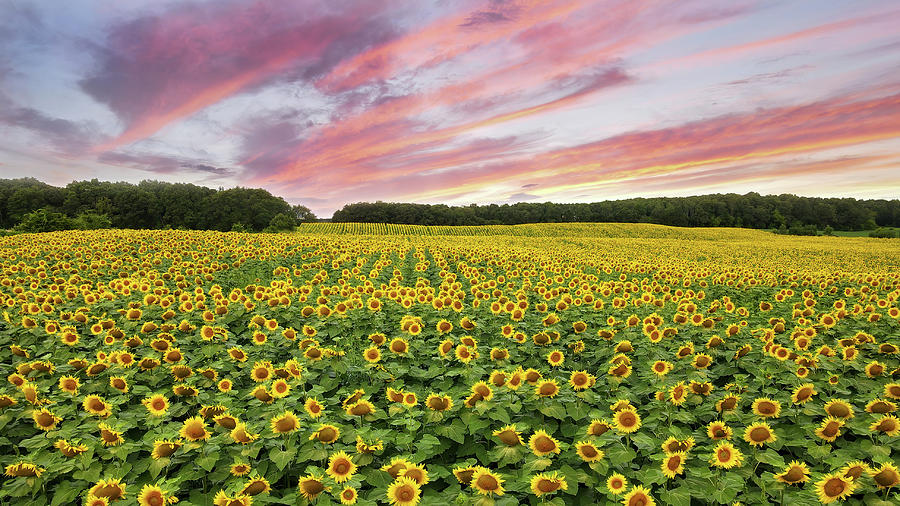 Field of Sunflowers PANO #1 Photograph by Brook Burling