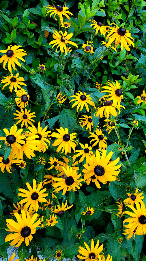 Field of Susans #1 Photograph by Kenny Glover