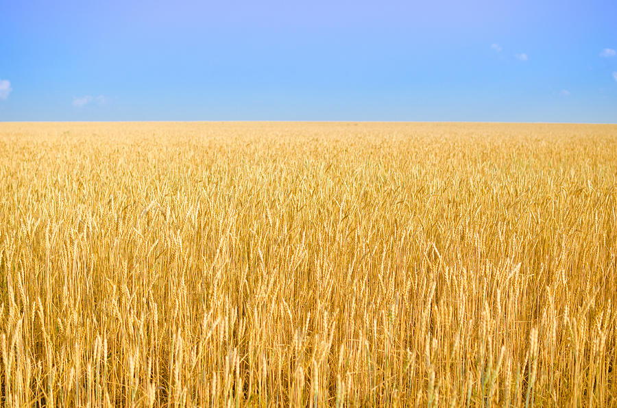 Field of wheat. #1 Photograph by Dmitriy83