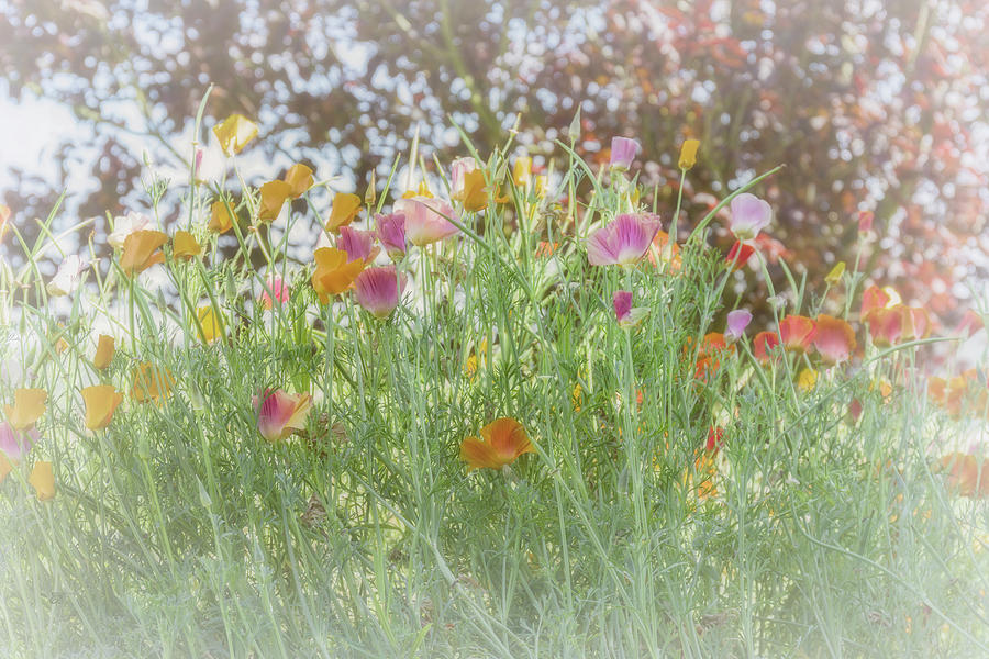 Field Poppies #1 Photograph by Elaine Teague