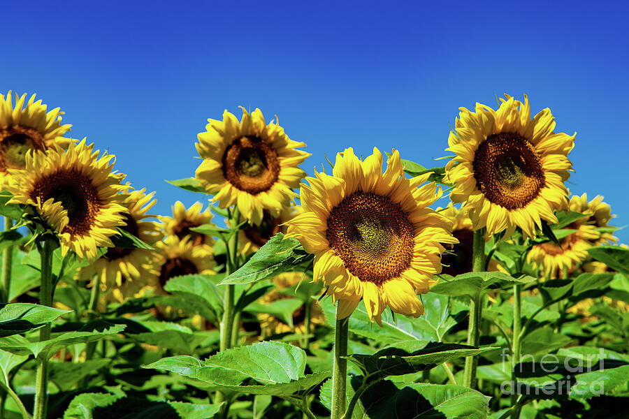 Field With Common Sunflowers With Big Yellow Blossoms In Austria #1 Photograph by Andreas Berthold