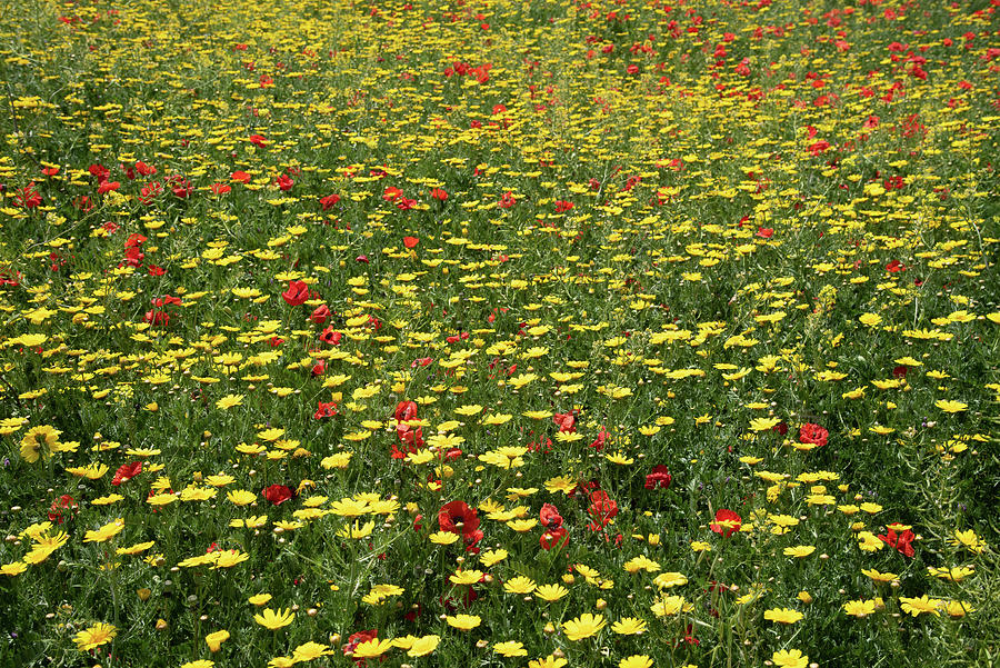Field With Yellow Blooming Marguerite And Red Poppy Flowers. Spring Nature Background Photograph