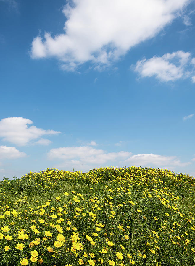 Field with yellow marguerite daisy blooming flowers against and blue cloudy sky. Spring landscape nature background Photograph by Michalakis Ppalis