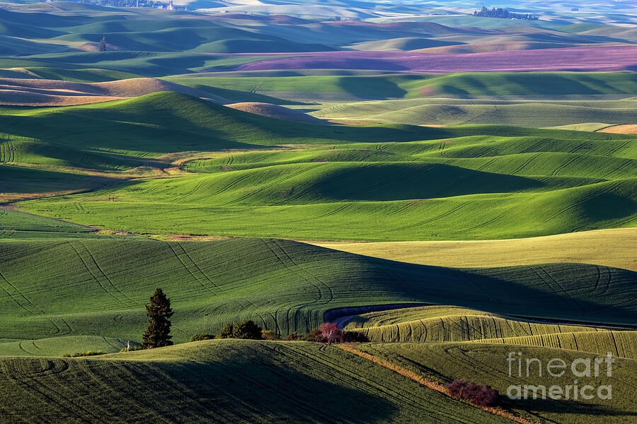 Fields of Green Photograph by Michael Dawson - Fine Art America