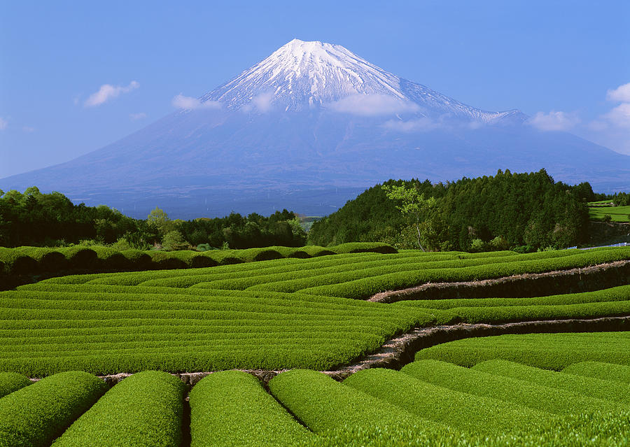Fields of tea plantations and Mt. Fuji #1 Photograph by Imagenavi