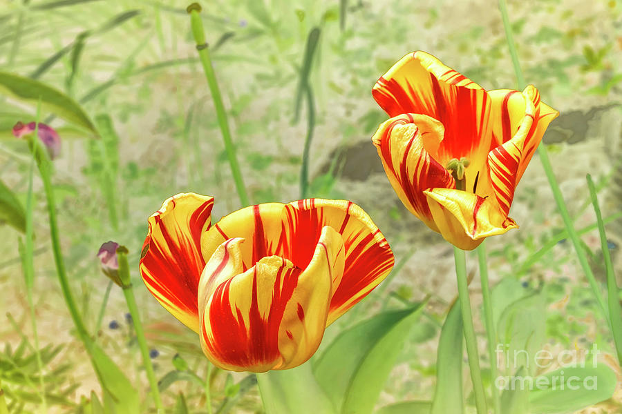 Fiery Tulips #1 Photograph by Norman Gabitzsch