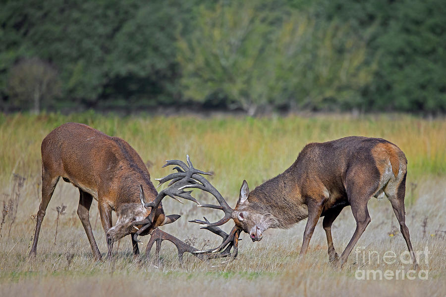 Fighting Red Deer Stags #1 Photograph by Arterra Picture Library