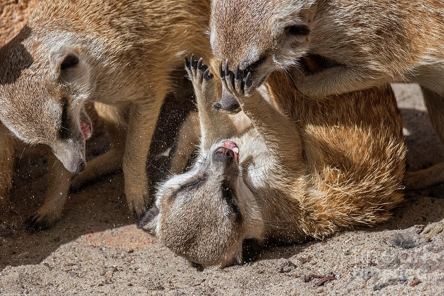 Fighting Suricates #1 Photograph by Arterra Picture Library