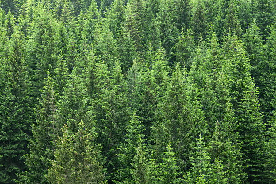 Fir Trees Forest Background #1 Photograph by Mikhail Kokhanchikov