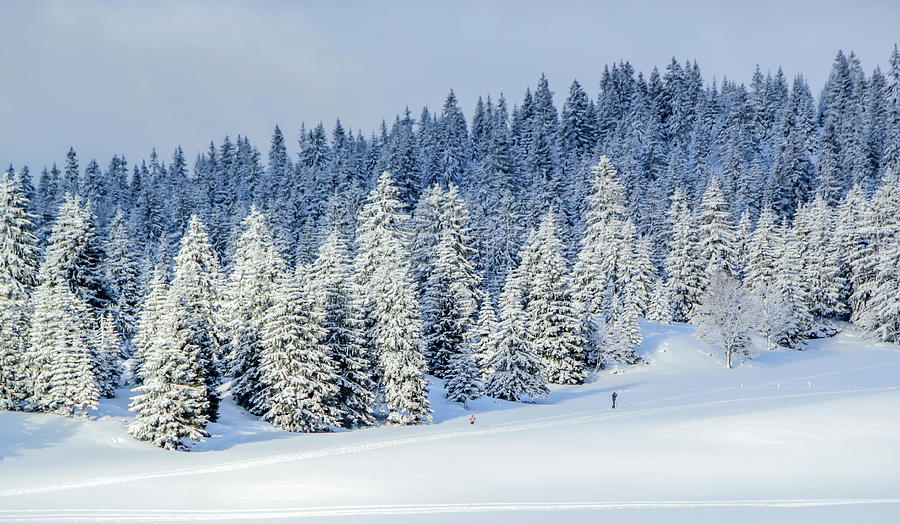 Fir trees forest in the Jura mountain by winter, Switzerland #1 Photograph by Elenarts - Elena Duvernay photo