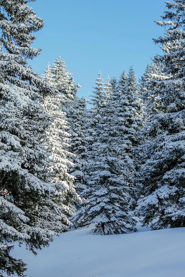 Fir trees in the Jura mountain by winter, Switzerland #1 Photograph by Elenarts - Elena Duvernay photo