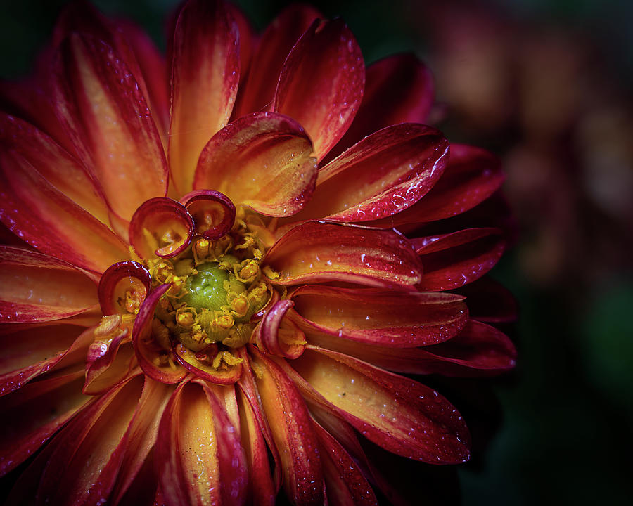 Fire Dahlia High End Photo Art #1 Photograph by Lily Malor