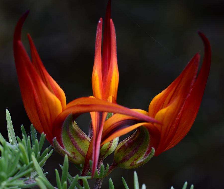 Fire Flower #1 Photograph by Jimmy Chuck Smith