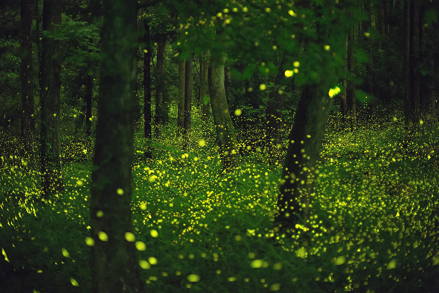 Fireflies glitter in a forest. #1 Photograph by Trevor Williams