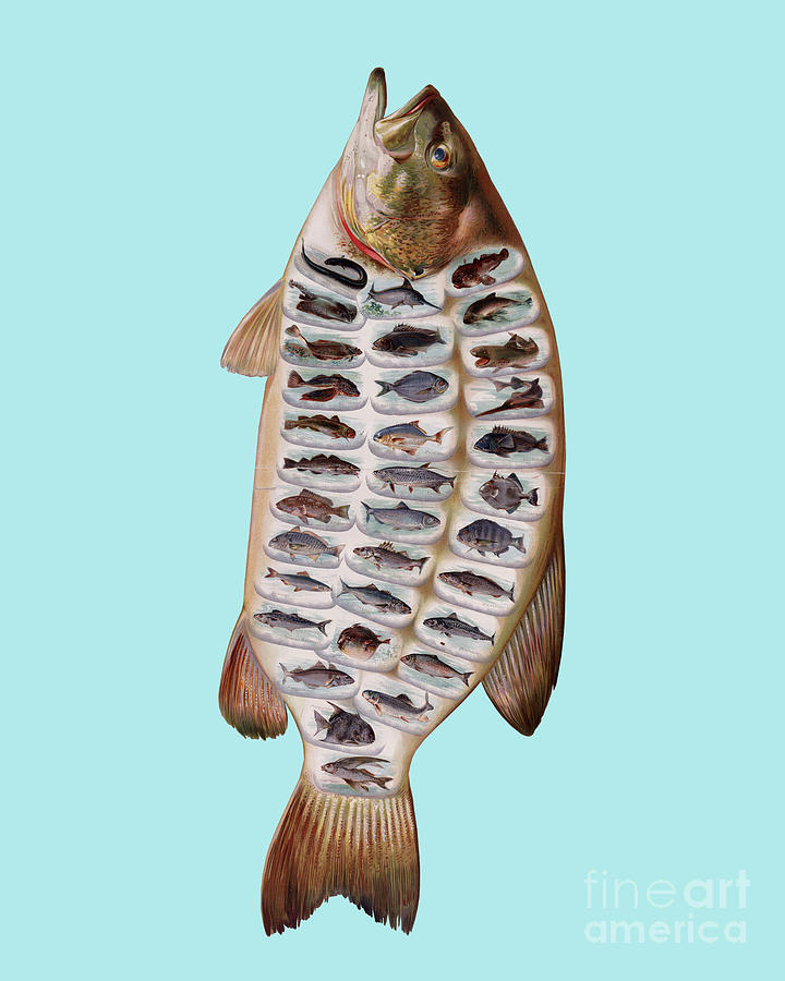 Fish Digital Art - Fish species #1 by Madame Memento