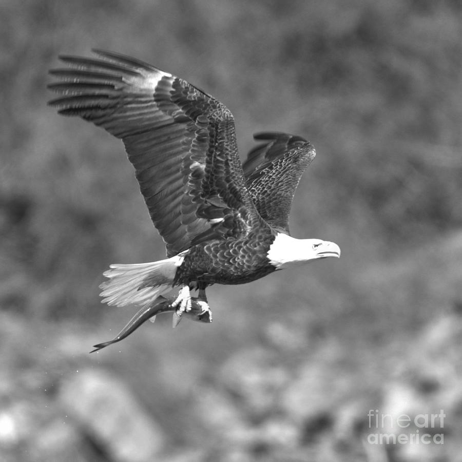 Fishing Bald Eagle Flying Over The Rocks Crop Black And White Photograph by Adam Jewell
