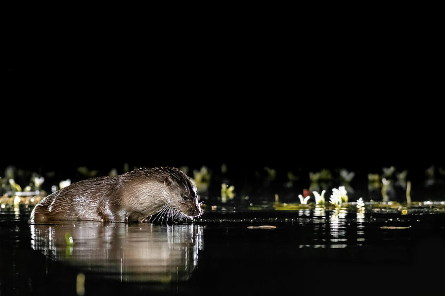 Otter Fishing Photograph by Mark Hunter