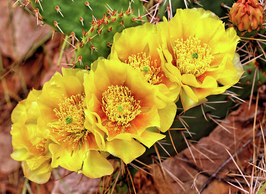Five Cactus Blossoms #1 Photograph by Bob Falcone