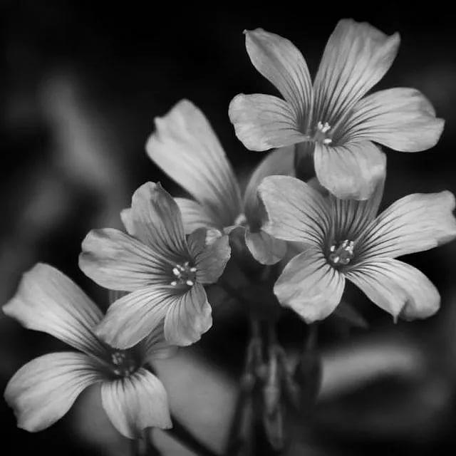 Five-petaled Flower Painting by Lauren Dane - Fine Art America