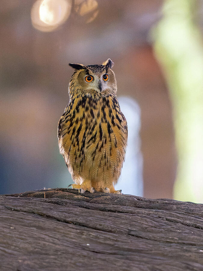 Flaco, the escaped Eurasian eagle-owl of Central Park, New York ...