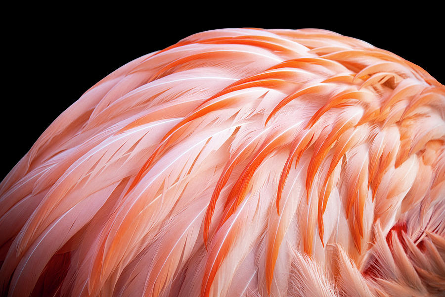Flamingo Photograph - Flamingo 02 #1 by Phil And Karen Rispin