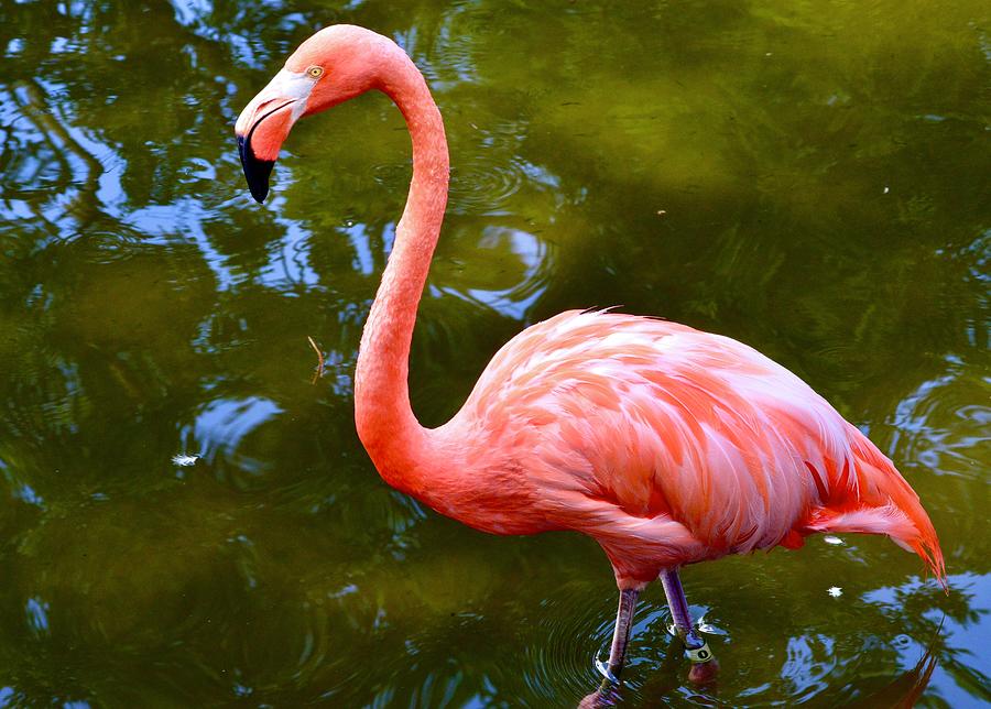 Flamingo Beauty #1 Photograph by Warren Thompson