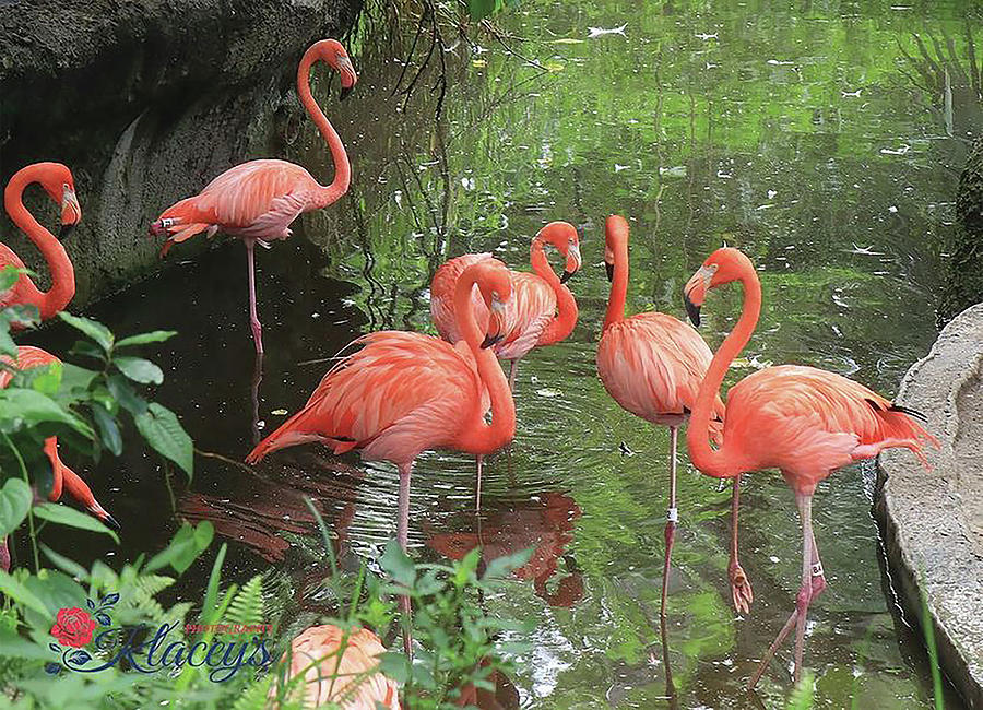 Flamingo Fraternity #1 Digital Art by Linda Ritlinger