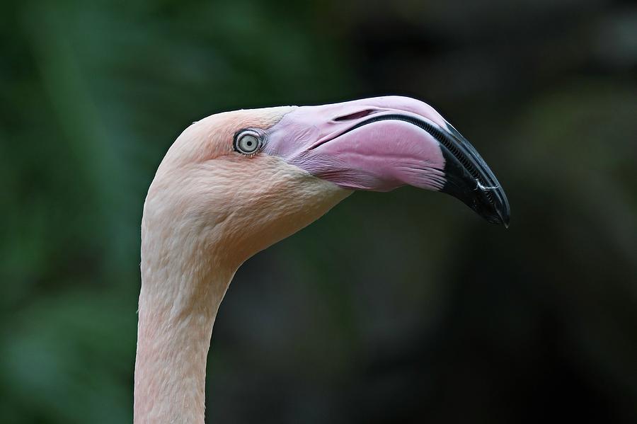 Flamingo Head #1 Photograph by Fraida Gutovich