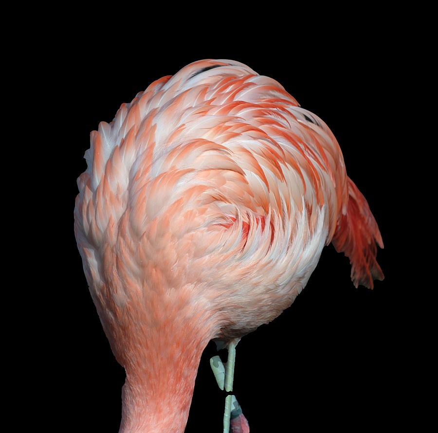 Feather Photograph - Flamingo #1 by Phil And Karen Rispin