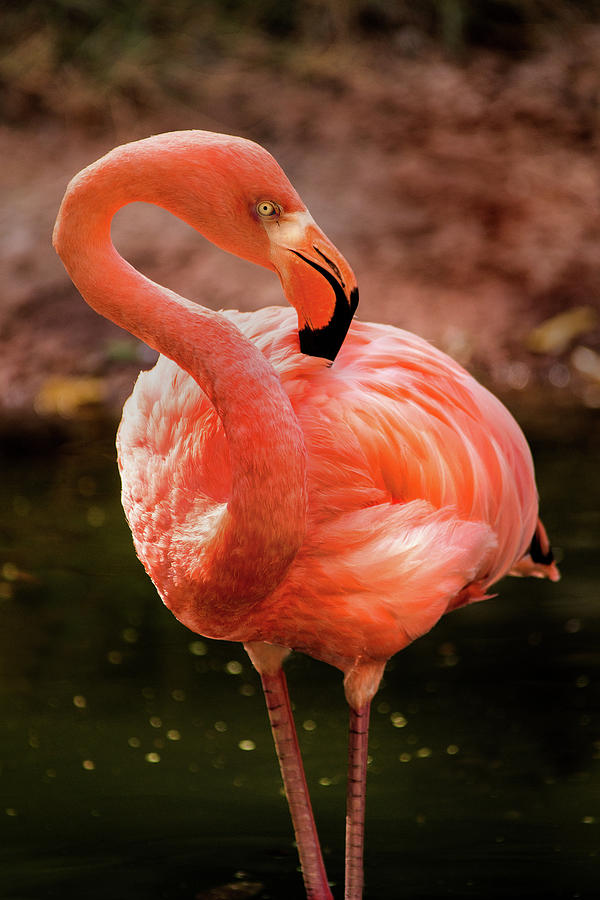 Flamingo Pose #2 Photograph by Don Johnson