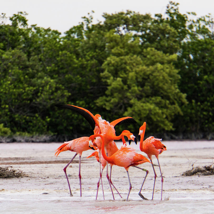 Flamingos #1 Photograph by Ann Moore