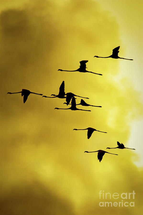 Flamingos at Cuare Bird Reserva, Falcon State, Venezuela Photograph by ...