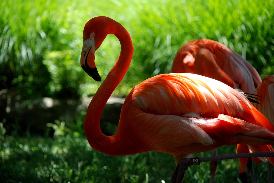 Flamingos #1 Photograph by Kenny Glover