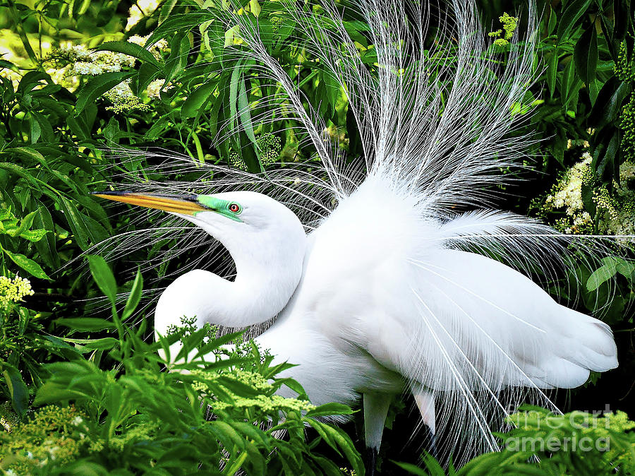 Flaunt It II Photograph by Lisa Renee Ludlum - Fine Art America