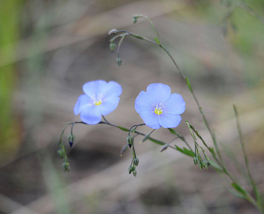Flax Flowers Photograph