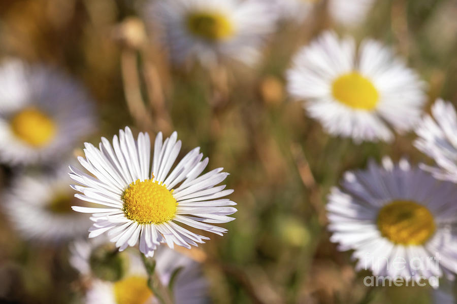 Autumn Photograph - Fleabane by Nicki Hoffman Autumn Photograph - Fleabane by Nicki Hoffman