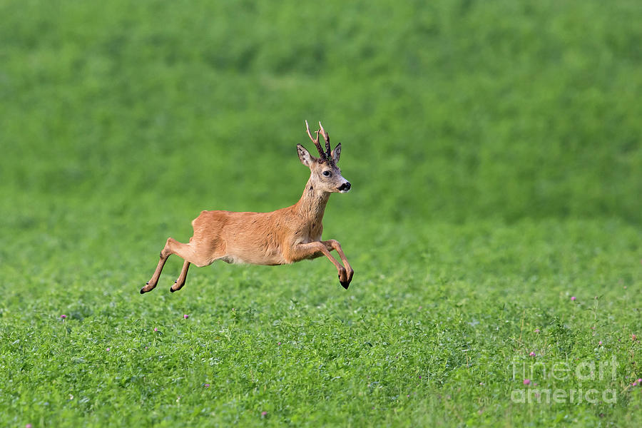 Fleeing Roe Deer Buck Photograph by Arterra Picture Library - Fine Art ...