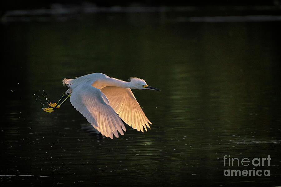 Flight of the Egret #2 Photograph by Priscilla Burgers