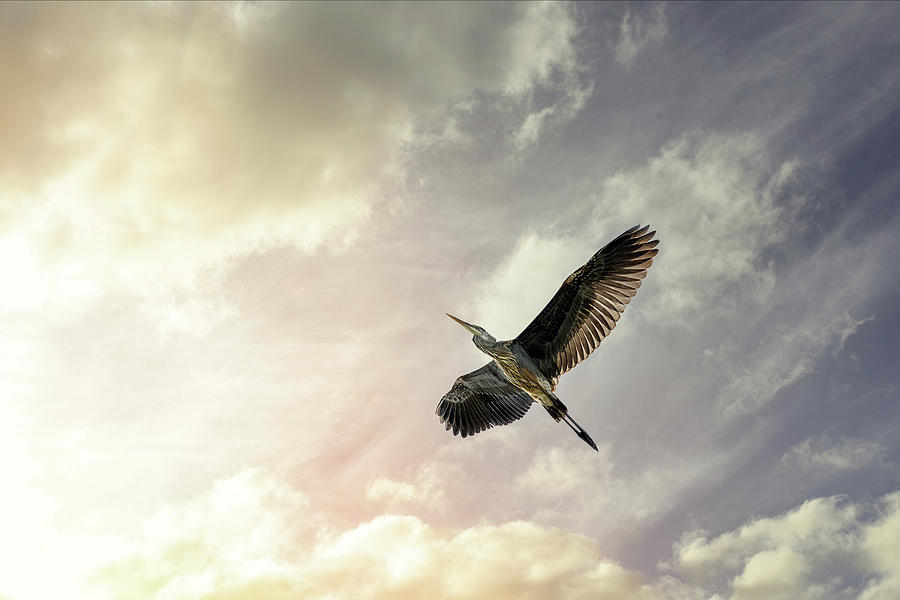 Flight Of The Heron #2 Photograph by Bob Orsillo