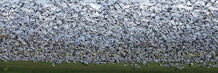 Snow Geese Photograph - Flight of the Snow Geese by Rick Lawler Snow Geese Photograph - Flight of the Snow Geese by Rick Lawler